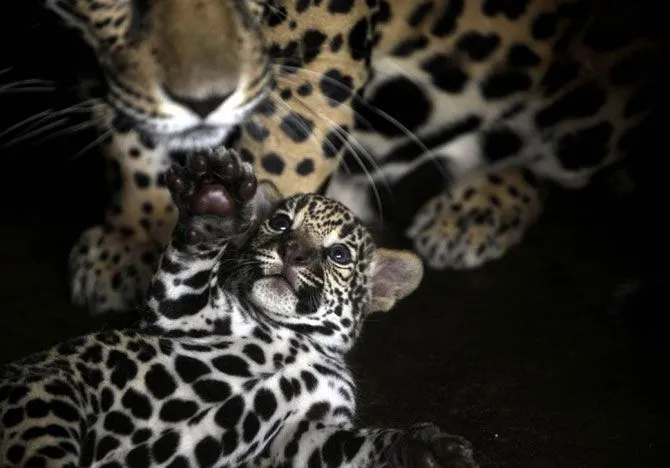 Este jaguar bebe juega con su madre en un zoo, Managua , Nicaragua.