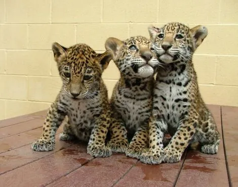 jaguar cubs | Tumblr