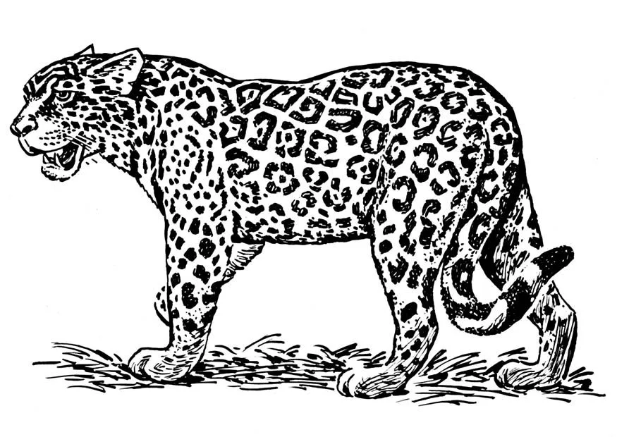 Jaguar en dibujos animados - Imagui