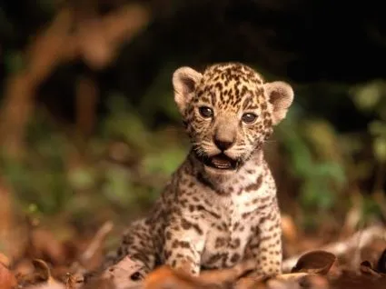 Jaguar Kitten Wallpaper Animales bebé Los animales - Wallpapers ...