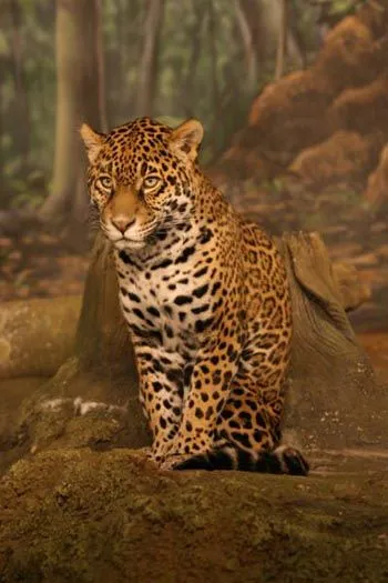 Jaguar: The Animal Files