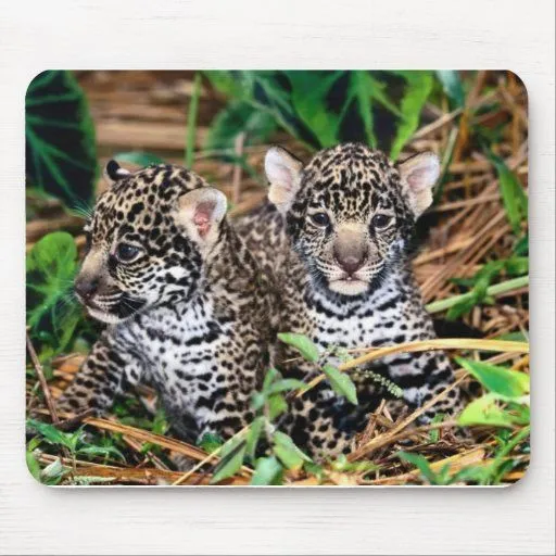 Jaguares del bebé tapetes de raton de Zazzle.