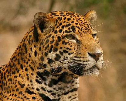 Jaguars in the Amazon - Animals in the Amazon