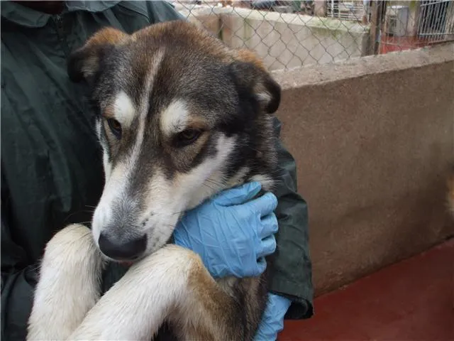 Japón, Nevado y Yuna pronto dejarán de ser cachorros (ADOPTADOS ...