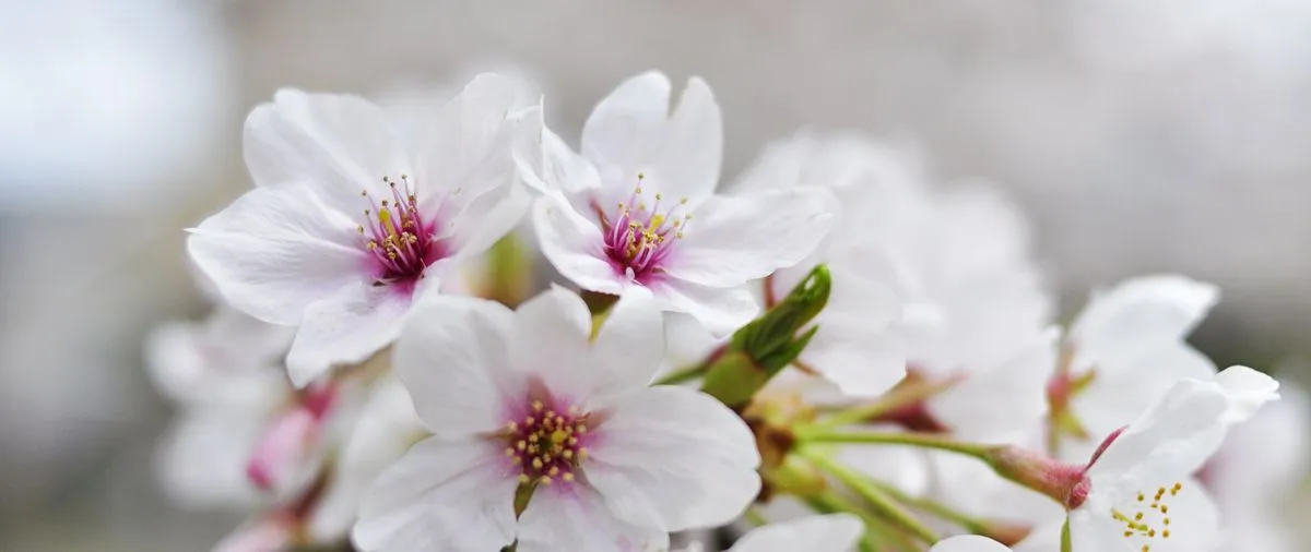 Un japonés en Japón: Flor de cerezo de la urbanización