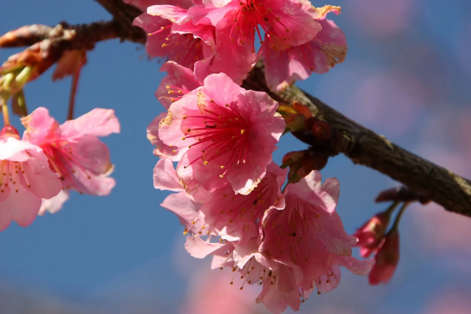 los cerezos japoneses prunus serrulata son de los arboles mas