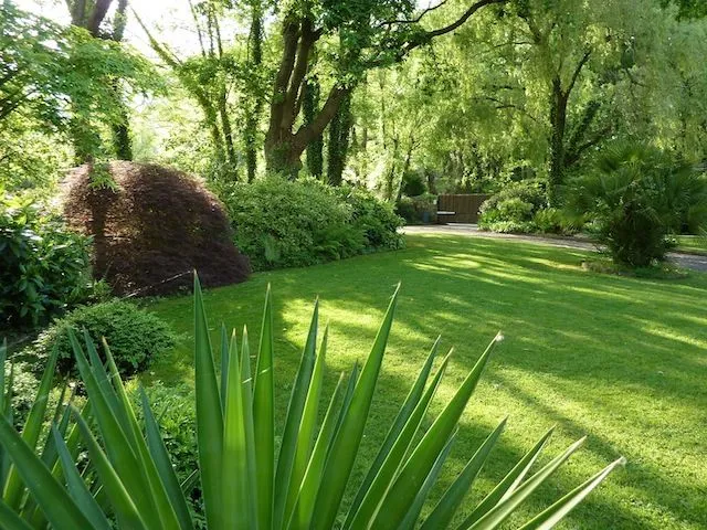  Japoneses - Acer Palmatum - Japanese Maples - Página 23 - Foro de ...