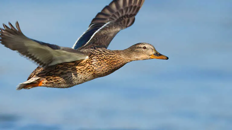 Jara y sedal - Los patos de Peromingo, Jara y sedal - RTVE.es A la ...