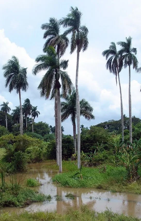 Jardin de Aloes: Vamos a la Expo 92