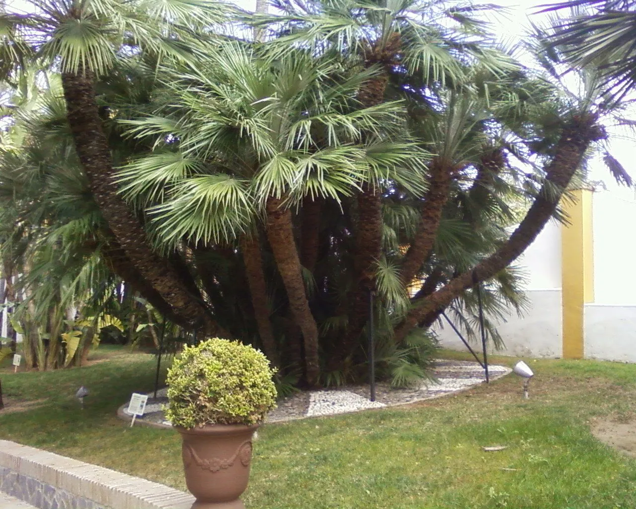 Jardín Botánico Molino de Inca: Muchas Palmeras y Mucho Más ...