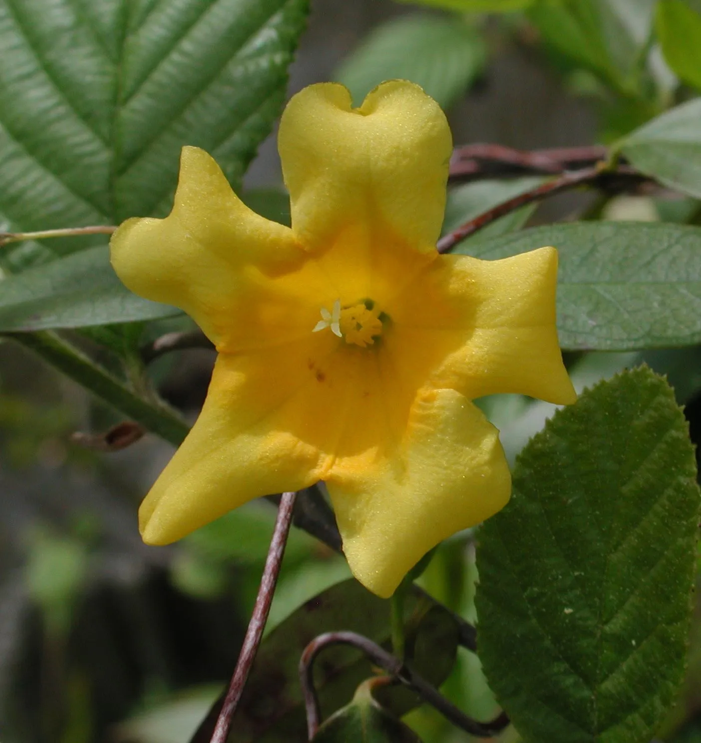 El Jardin Y El Cuidado de las Plantas