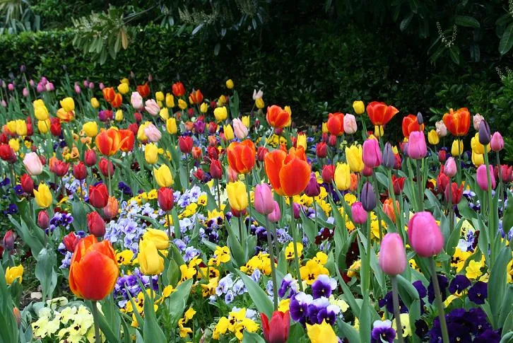 hay en mi jardin flores de colores y gratos olores que me hacen feliz ...