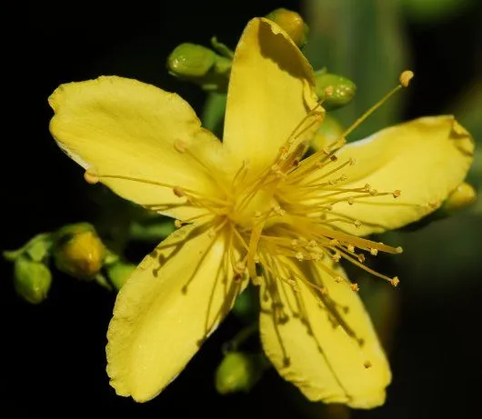 El Jardín de Judith: LA HIERBA DE SAN JUAN, LA PLANTA DE LA ALEGRÍA.