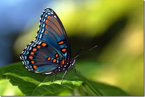 EL JARDIN DE LAS MARIPOSAS: UN ARCOIRIS DE MARIPOSAS