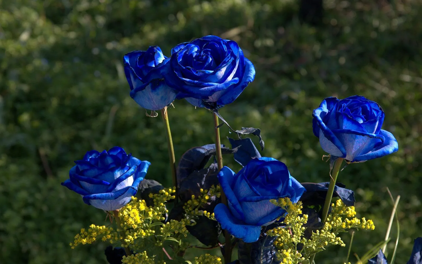 Jardín de rosas azules :: Imágenes y fotos