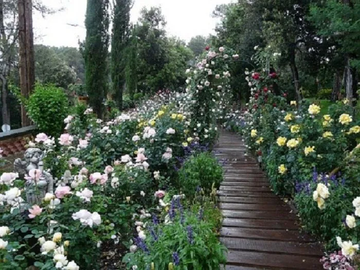 Mi jardin de rosas - Foro de InfoJardín