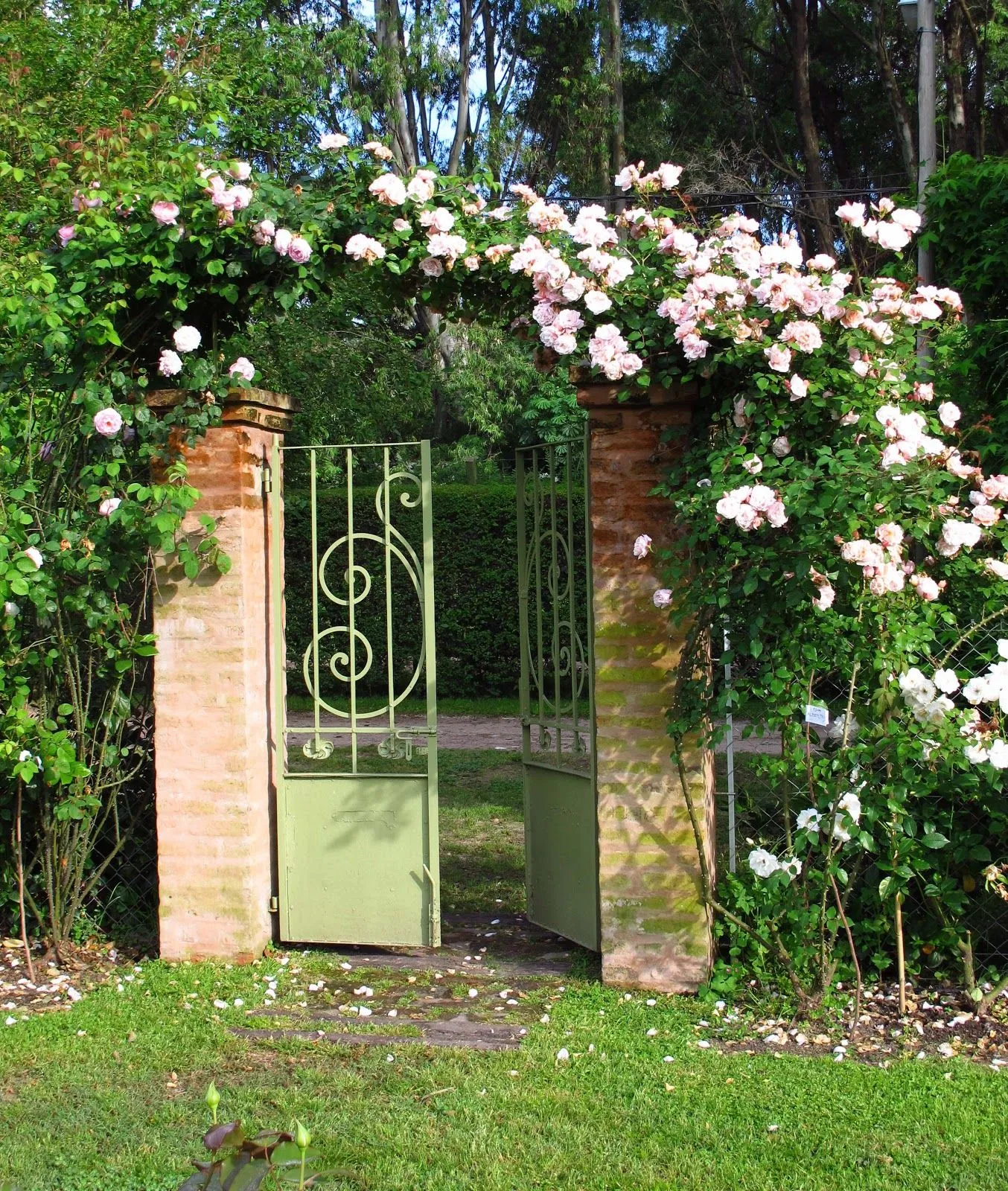 En el jardin: tres rosas trepadoras