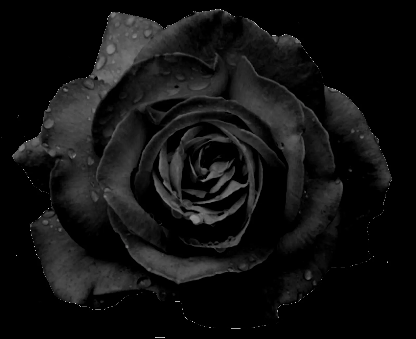 el jardin de rossy: rosas negras png