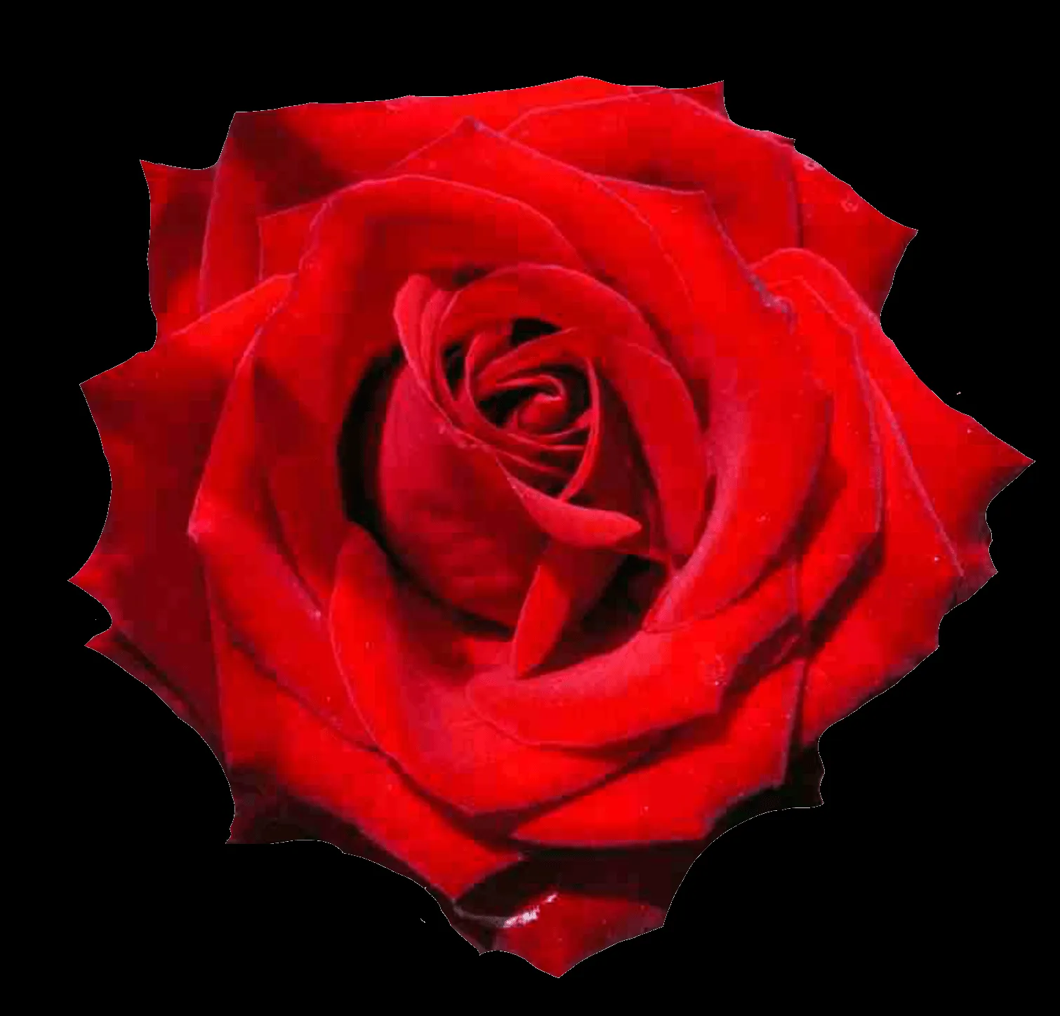 el jardin de rossy: rosas png