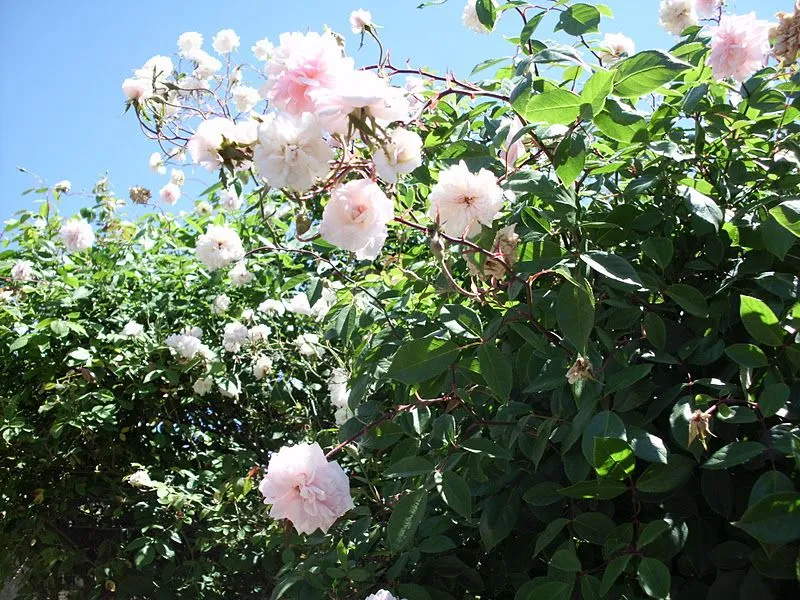 Mi jardín vintage: Mi arbol de rosas pequeñas