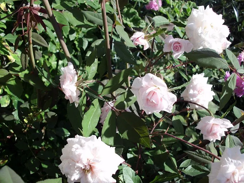 Mi jardín vintage: Mi arbol de rosas pequeñas