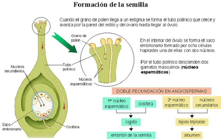 Jardineria en el aula ocupacional: Formacion de las semillas