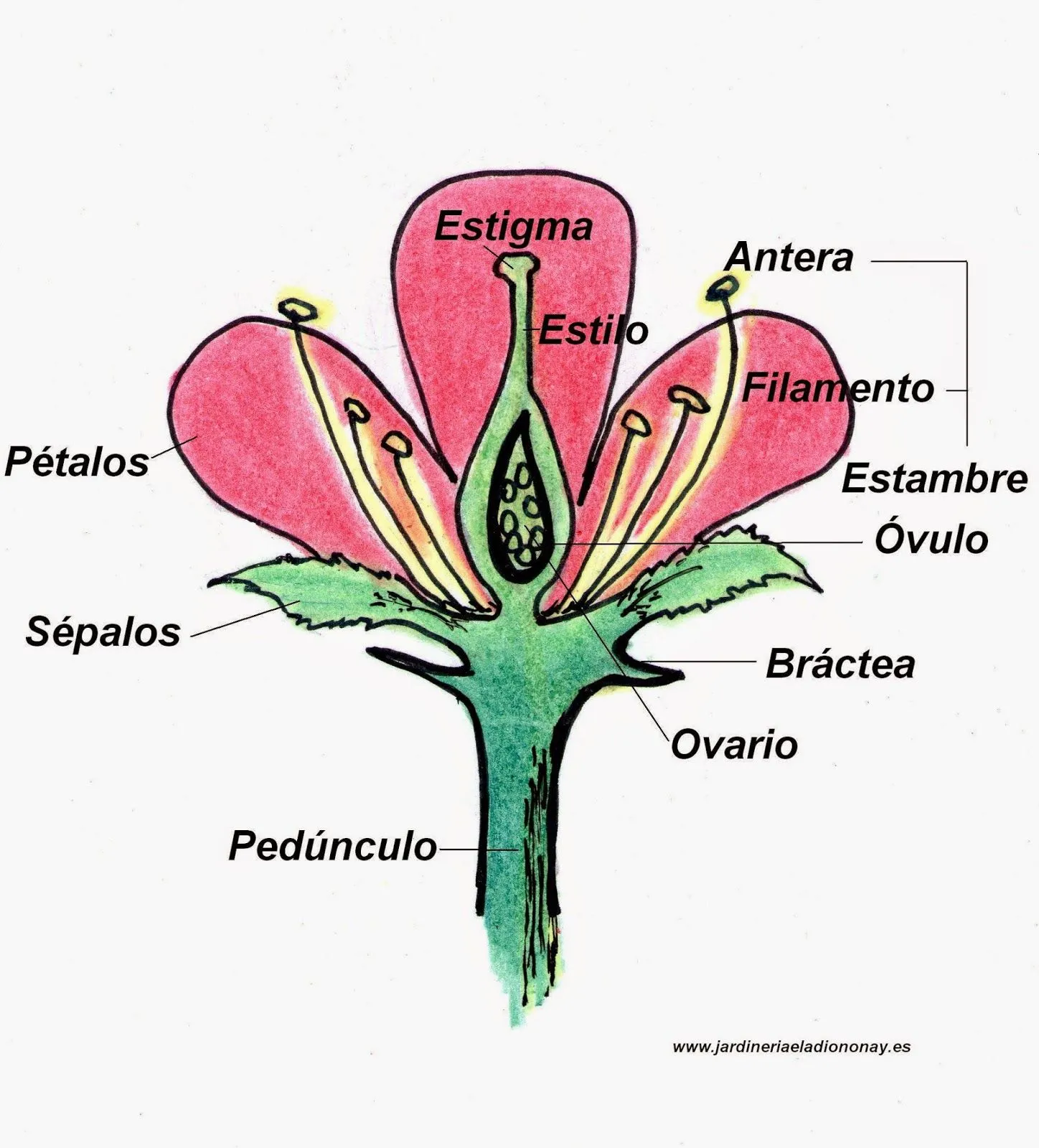 Jardineria Eladio Nonay: PARTES DE LA FLOR (Jardinería Eladio Nonay)