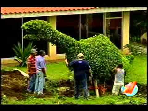 jardineria figuras arboles - Videos | Videos relacionados con ...