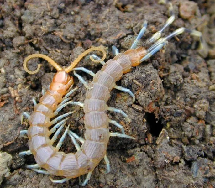 Jardineros en acción - Galeria de animales beneficiosos para el jardín