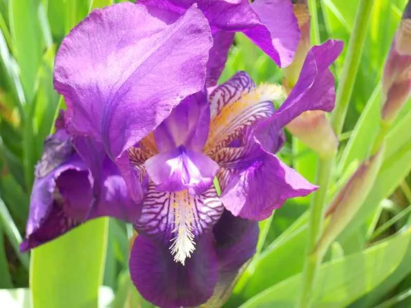 Jardineros en acción - Plantas de flores moradas y azules