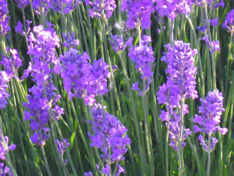 Jardineros en acción - Plantas de flores moradas y azules