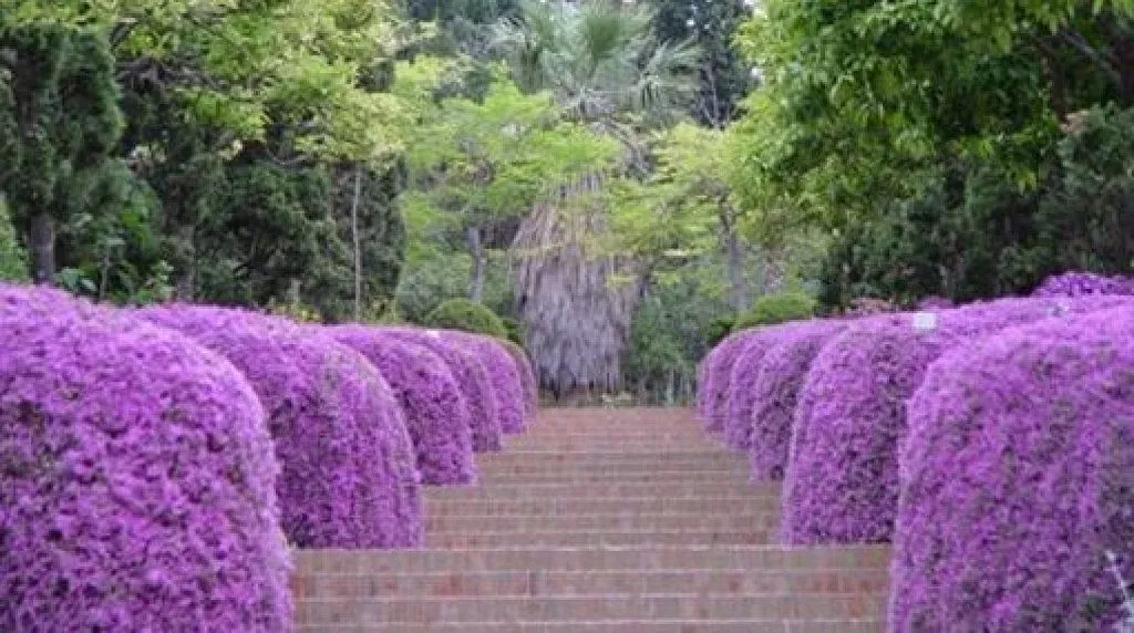 jardines bonitos | Cuidar de tus plantas es facilisimo.