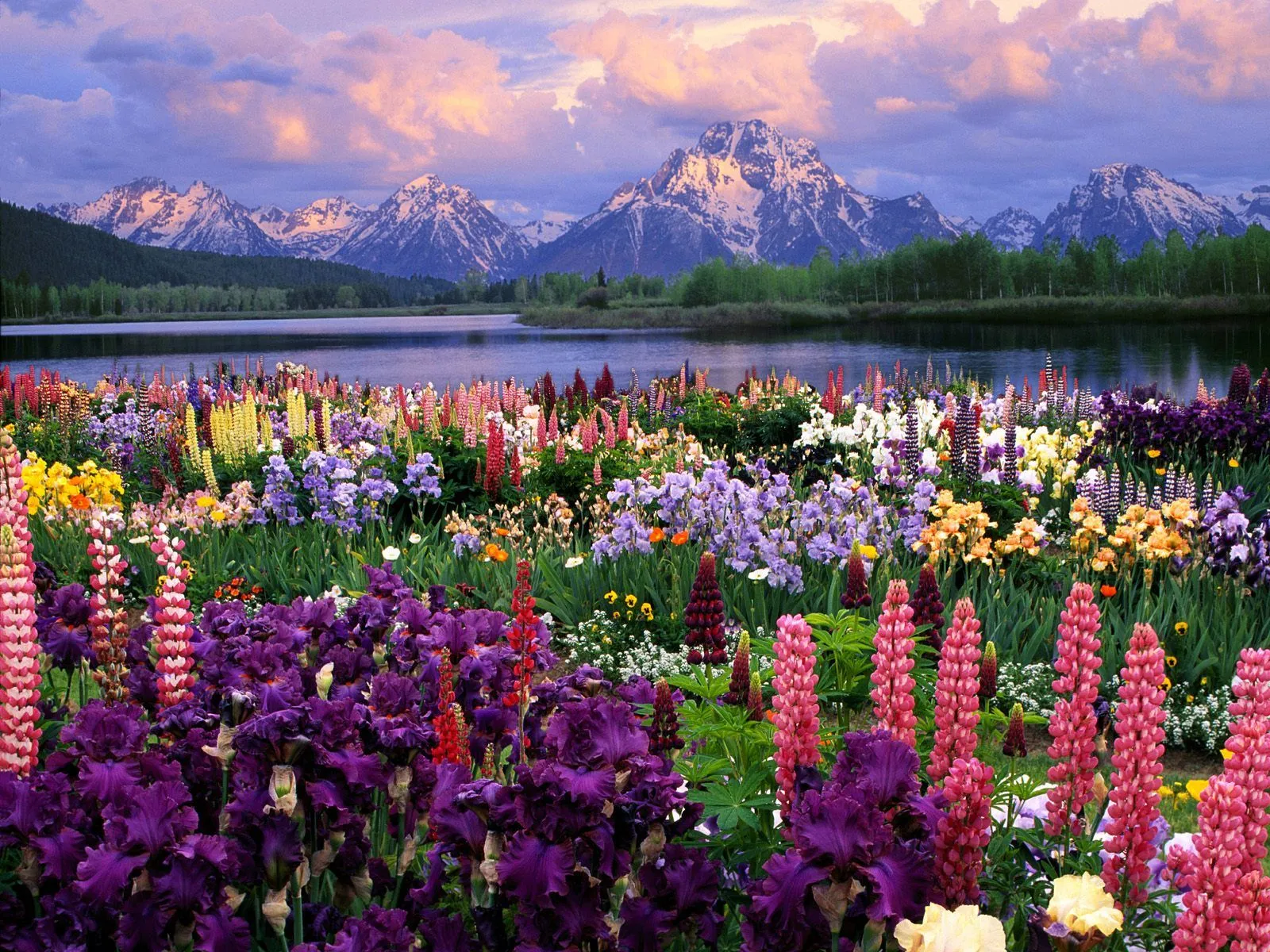  ... DE JARDINES: Flores silvestres. Un espectáculo de color en la