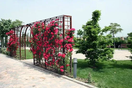 jardines con rosas: fotografía de Carranque, Provincia de Toledo ...