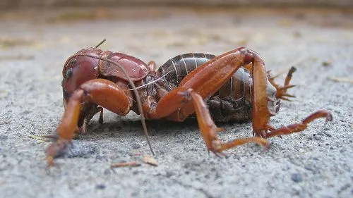 Conoce al insecto cara de niño | Blog del Jardín Etnobotánico ...