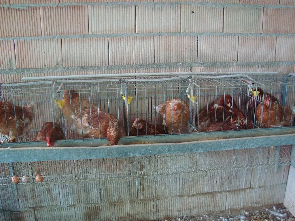 jaulas para gallinas ponedoras | Cuidar de tu mascota es facilisimo.