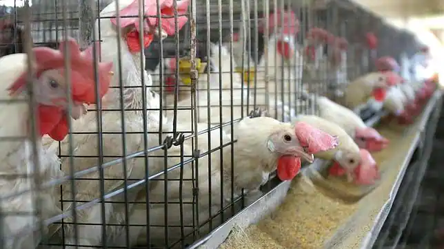 Las jaulas de las gallinas ponedoras en España incumplen la ...