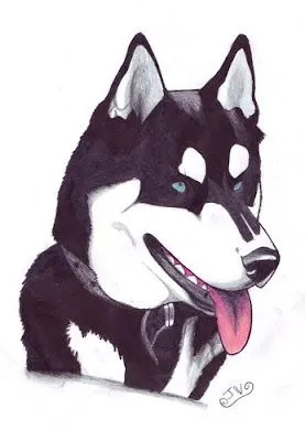 Javiart !: SIBERIAN HUSKY ILUSTRACIÓN