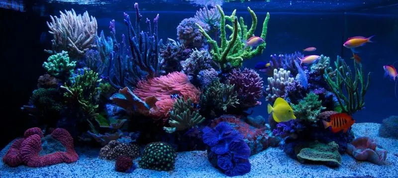 Jean yves's tank, HD video - Reef Central Online Community