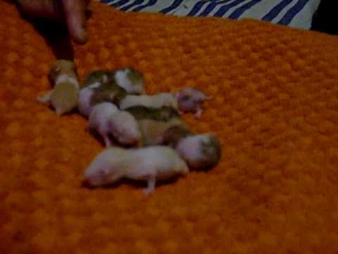 hamsters recien nacidos 00:51 Mins | Visto 11949 veces - Agregado hace ...