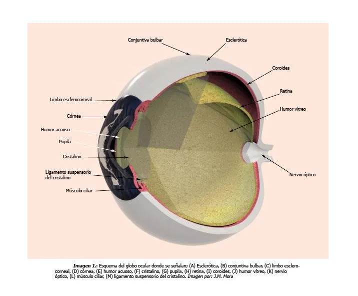 JESÚS MANUEL MORA PECCI: Globo ocular por J.M. Mora