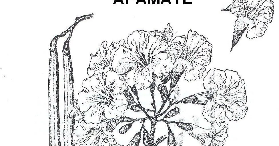 JFRHOUSE: APAMATE