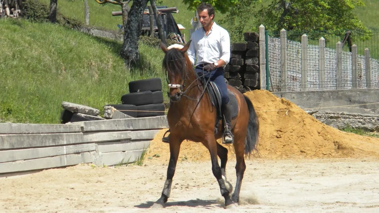 Jinete en un caballo Alter Real :: Imágenes y fotos