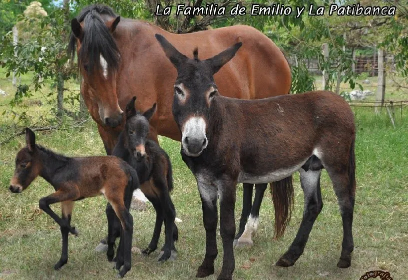 JINETE Y CABALLO: Nacen primeras mulas gemelas en el Huila (Colombia)