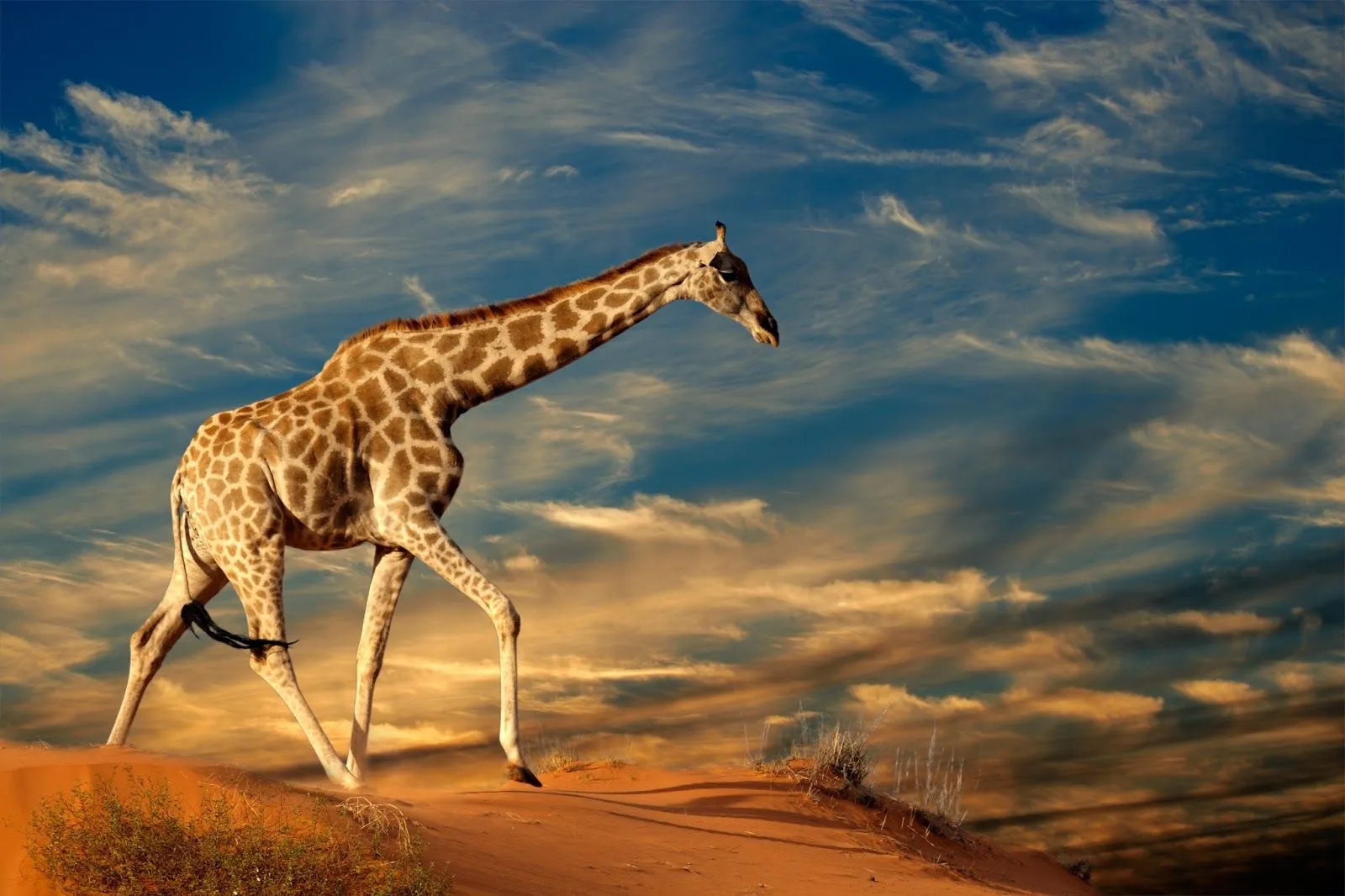 Jirafa en las dunas del desierto (Animales de África) | Banco de ...