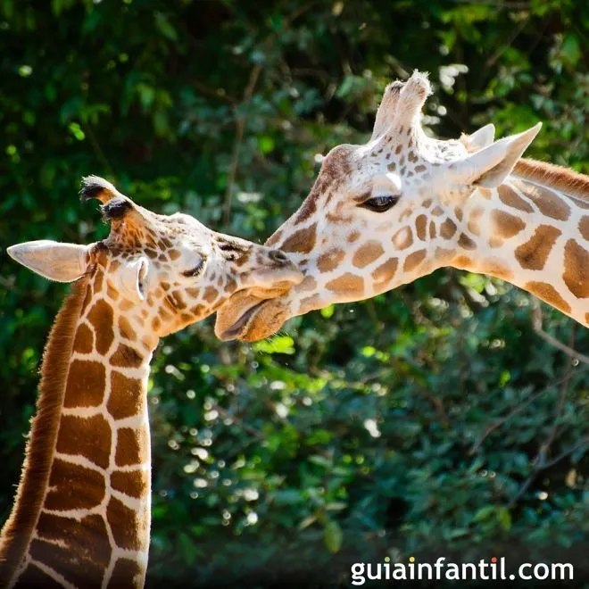 Una jirafa se inclina para atender a su cría - Instinto maternal ...