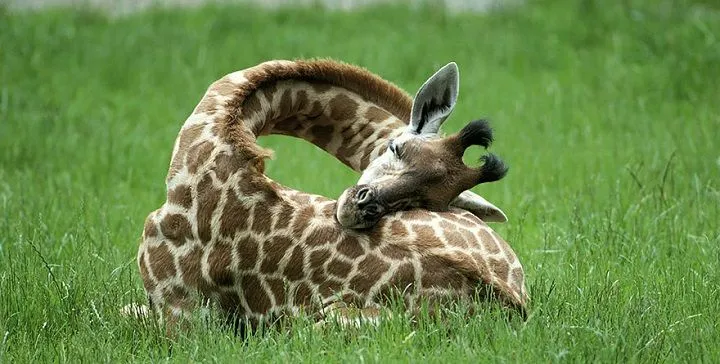 jirafas-durmiendo-fotos1.jpg