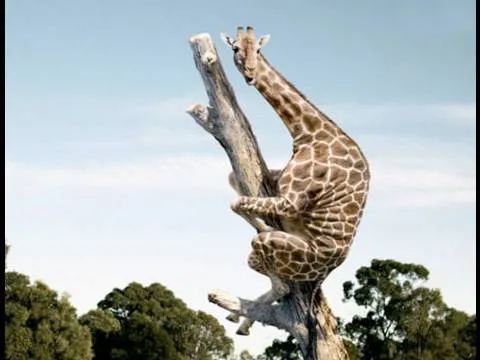jirafas Epilépticas - YouTube