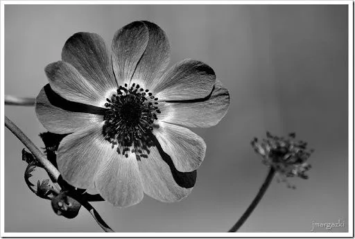 jmargazki.....: Primavera en blanco y negro, Flores.