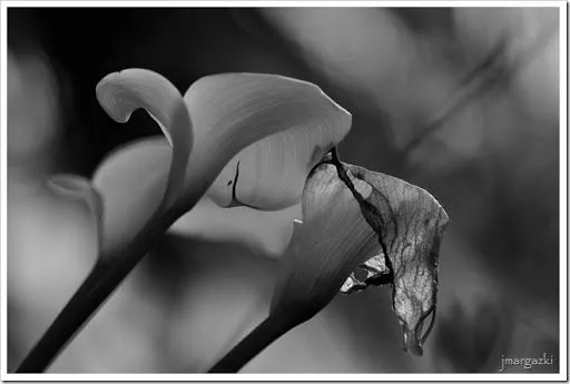 jmargazki.....: Primavera en blanco y negro, Flores.